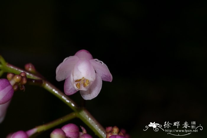 温州市花