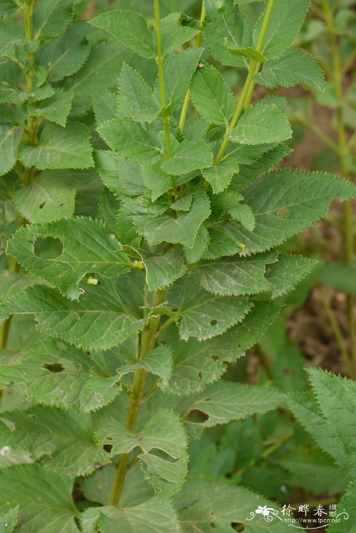 沉香木种植