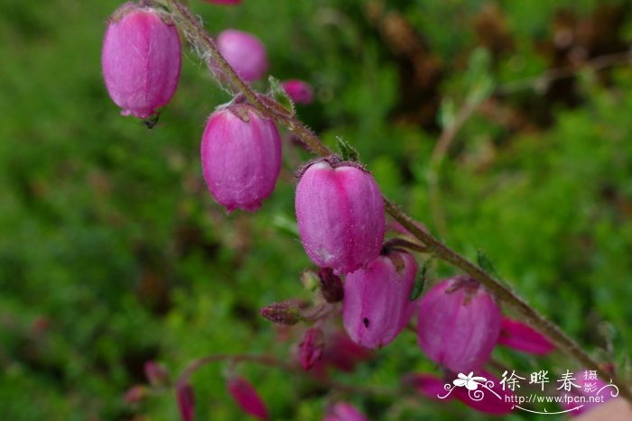 墨兰什么时候开花