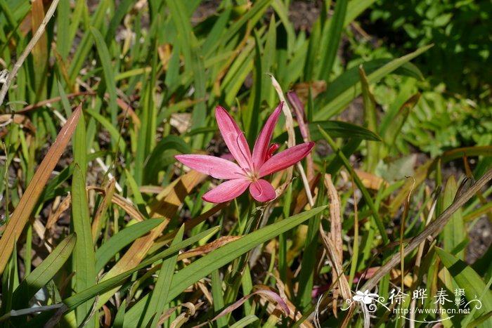 冬季芦荟怎么养