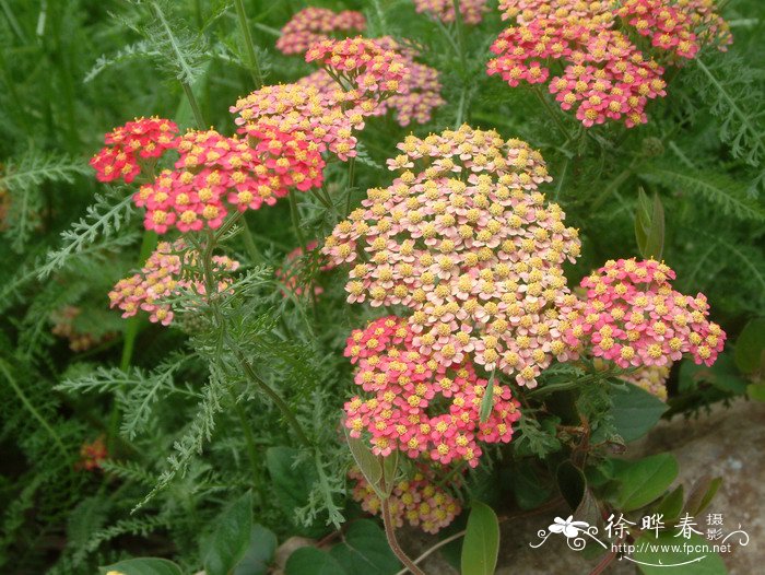 迎春花的花语是什么