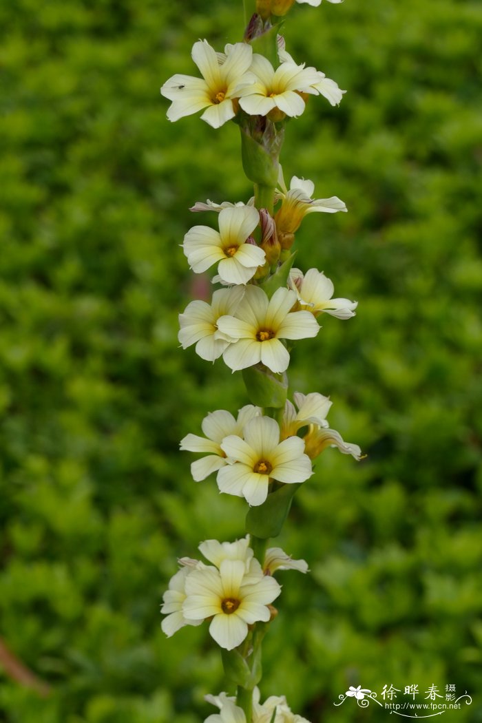 西红柿种植技术