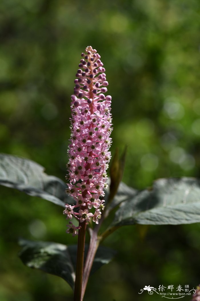 花木行情