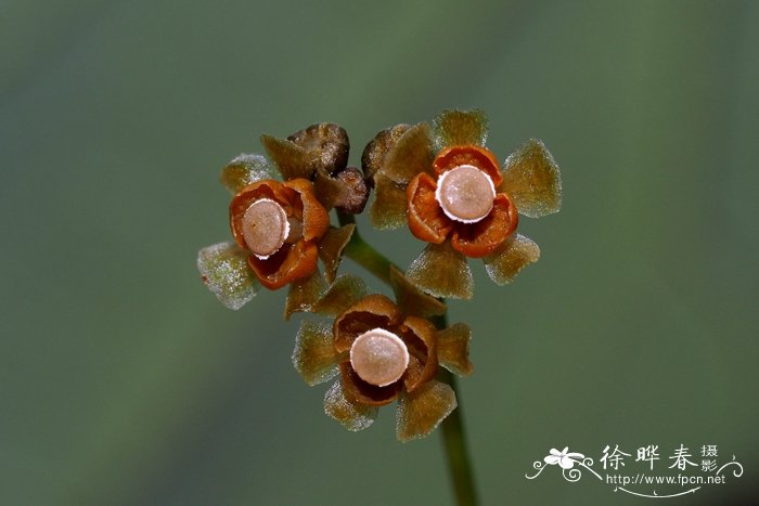 睡莲开花时间