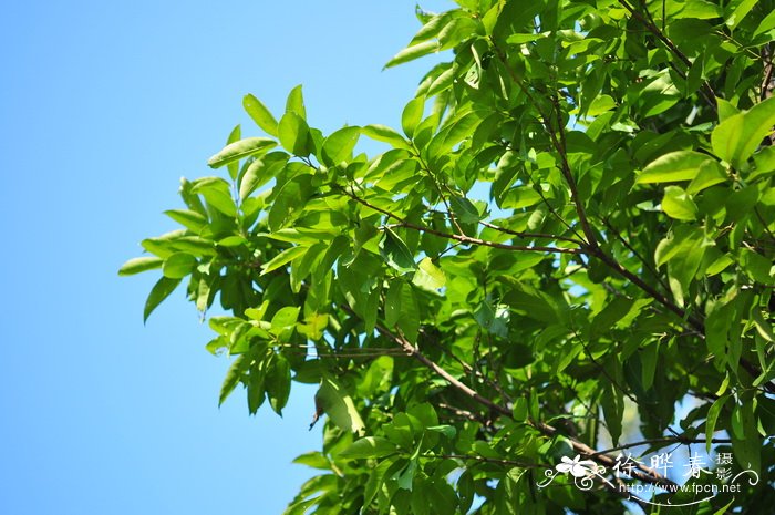 桂花树价格表