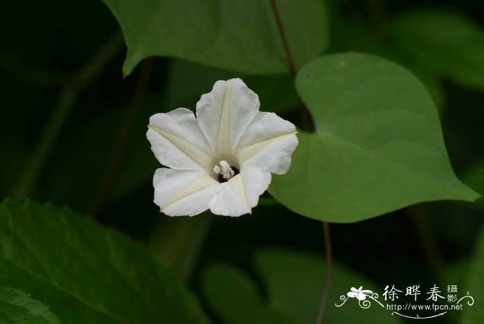 牵牛花的特点