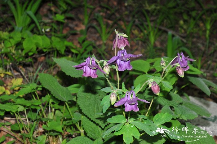 竹芋种类大全