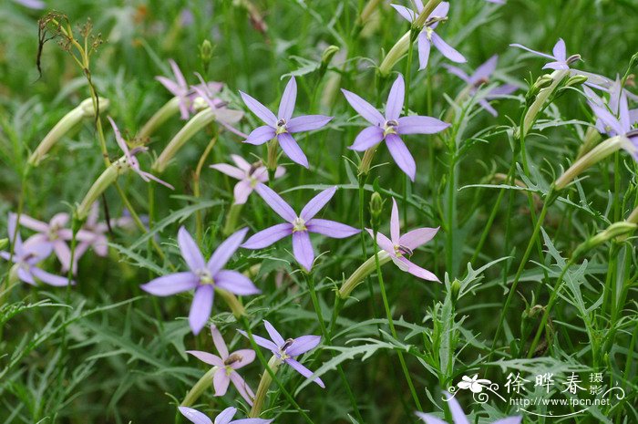 桂花花期