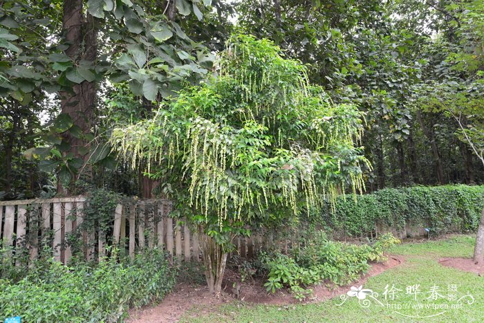 龙骨花图片盆景图片