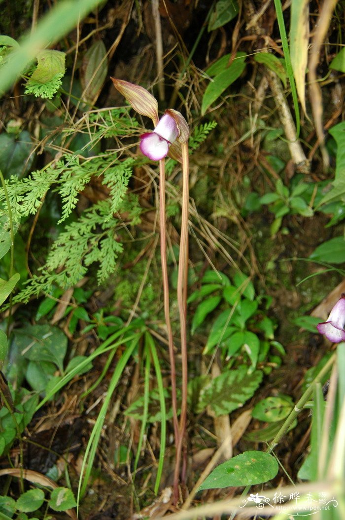 波斯菊种植