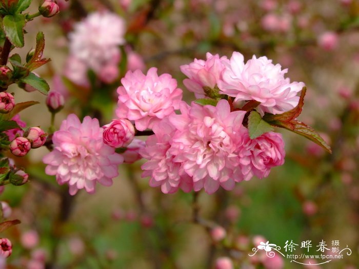 桂花树栽培技术