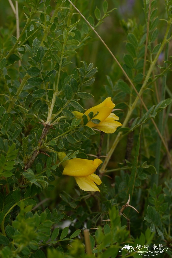 桃花季节