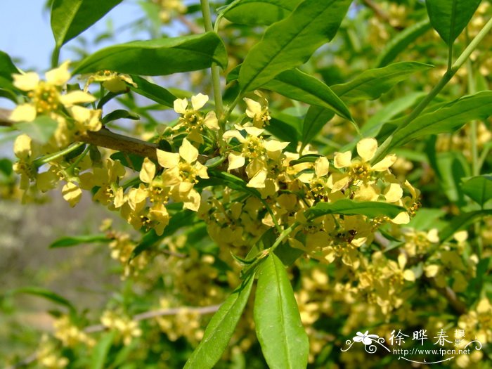 白百合花语是什么