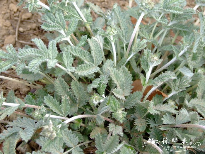 两面针植物