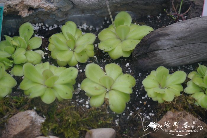 白十八学士茶花有几种颜色