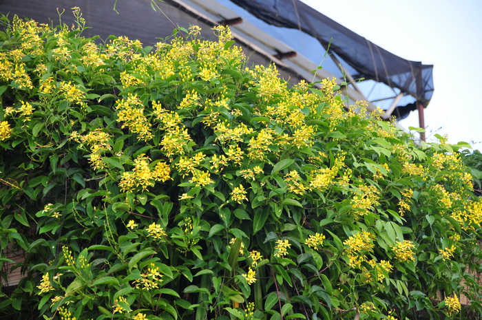 茶花用什么肥料好