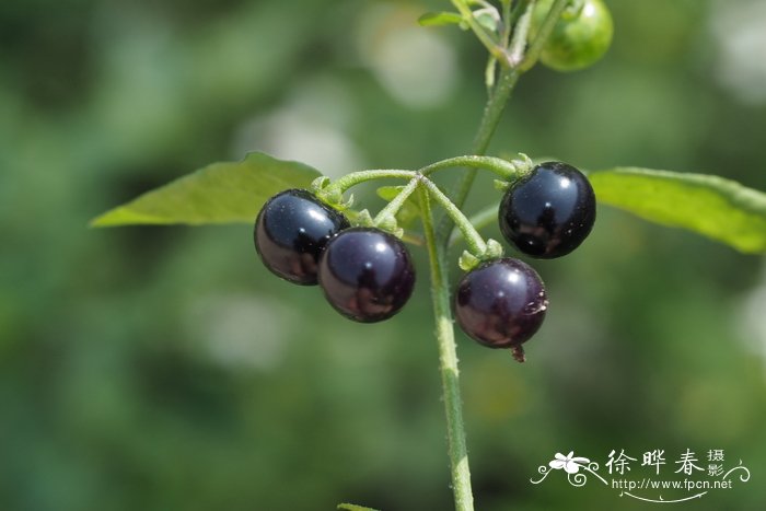 水仙花的花语