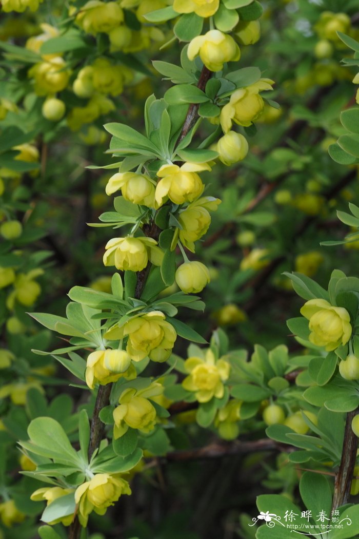 苹果成熟季节