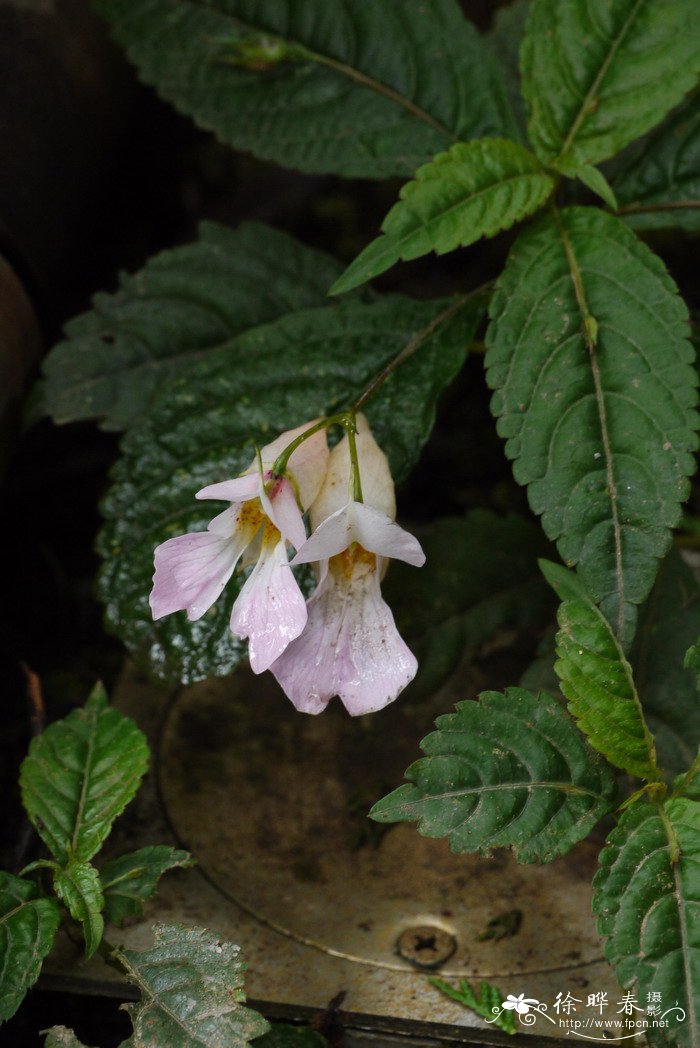 野山药