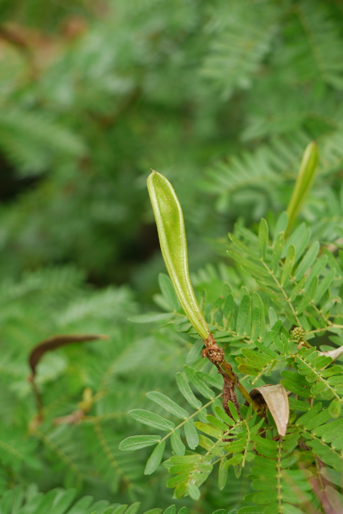 巧克力波斯菊