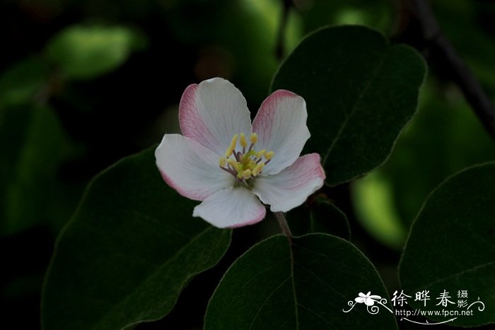 向日葵几月份播种