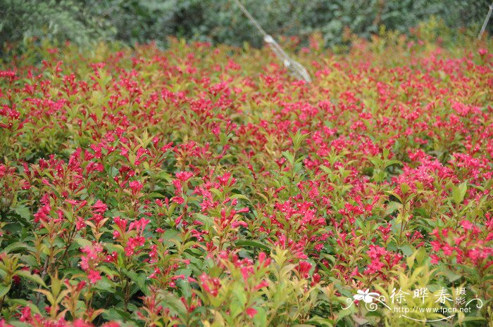 各种花卉大全