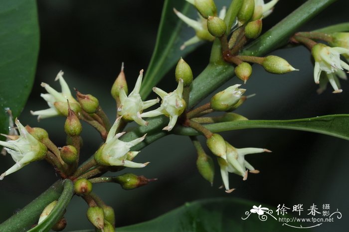 无锡的市花