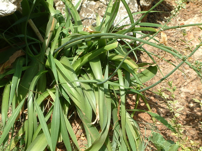 野菜种类