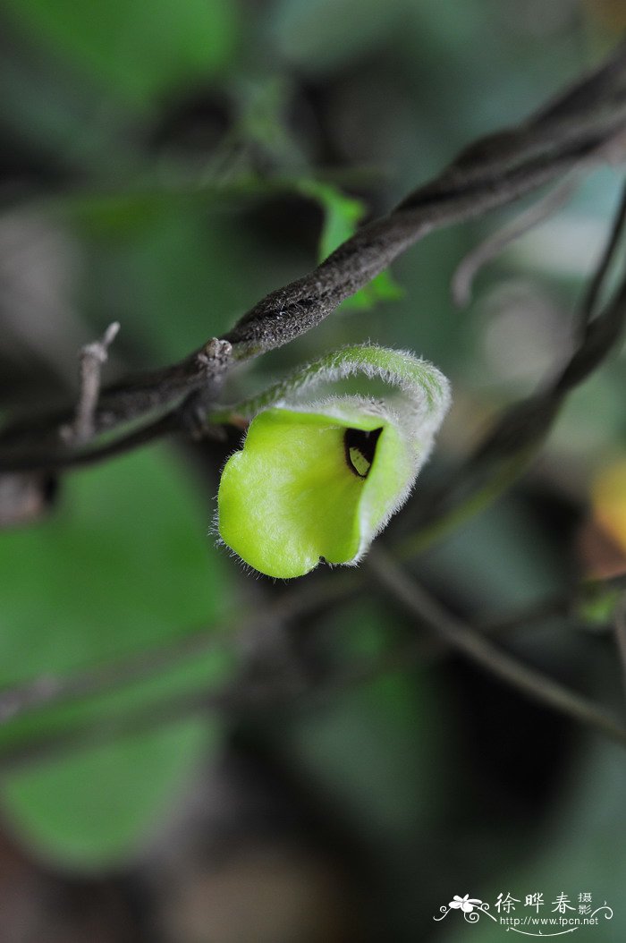 如何种植桂花树苗