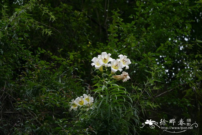 李子是什么季节水果