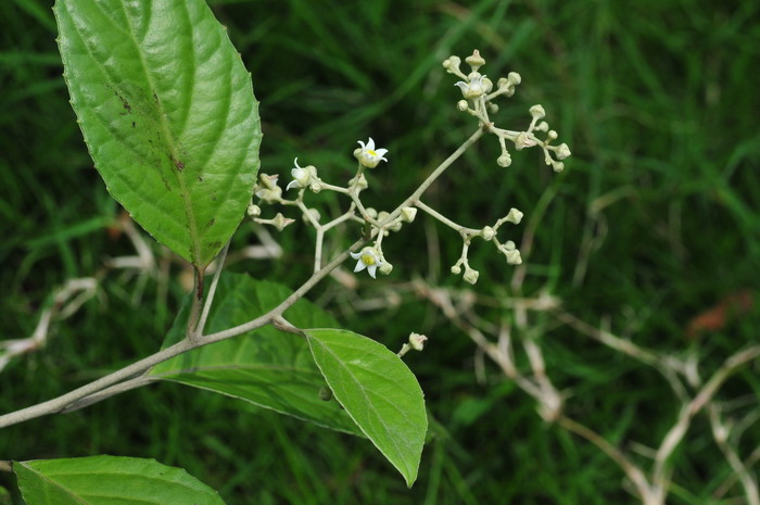 怎样养水仙花