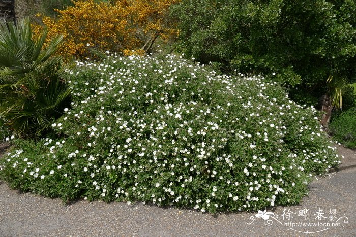 红颜草莓