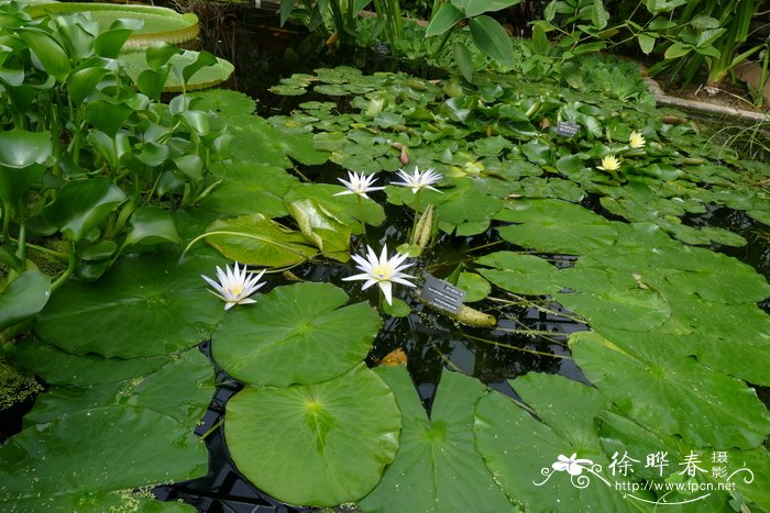 昆明的市花是什么