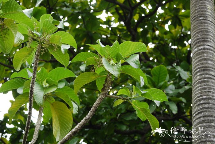 木香花和爬藤月季比较