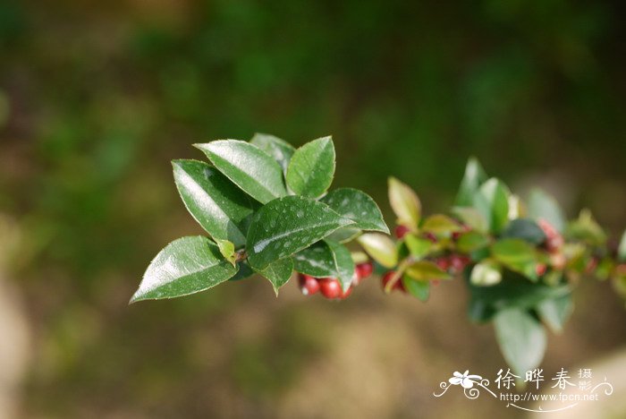 鹤望兰花语