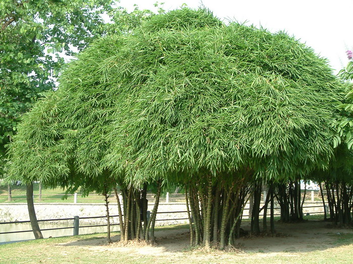 草莓原产地