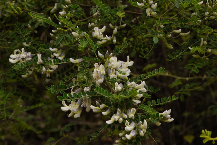 重瓣金鸡菊