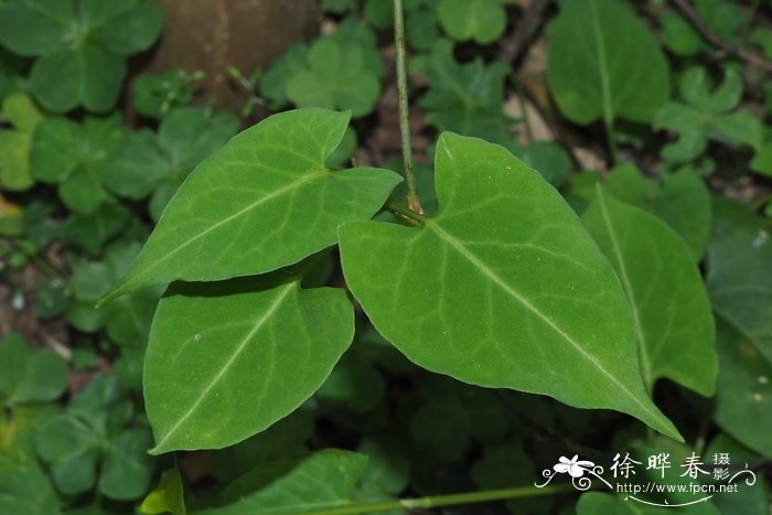 多肉植物浇水原则