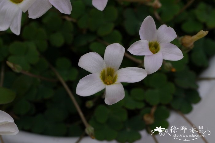 花生图片