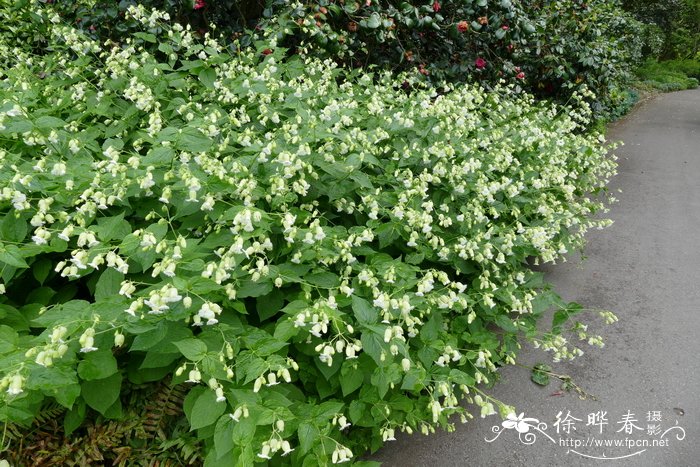 蓝楹花和蓝花楹区别