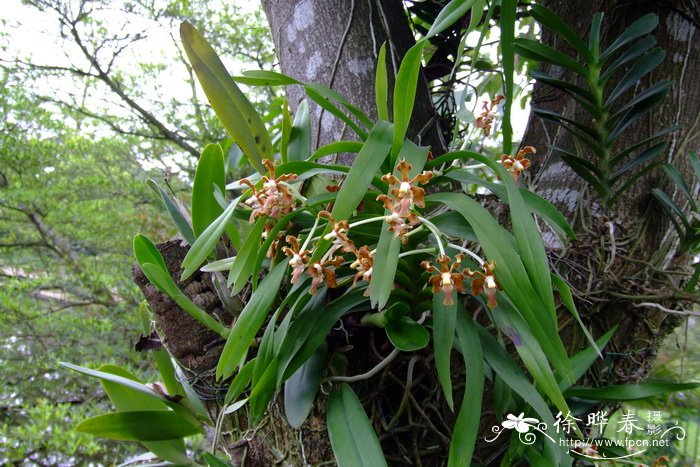 温室大棚蔬菜种植技术