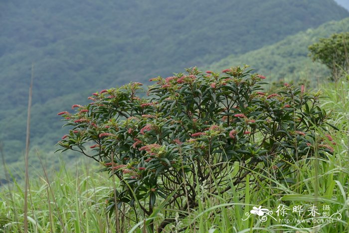 迎春花的样子