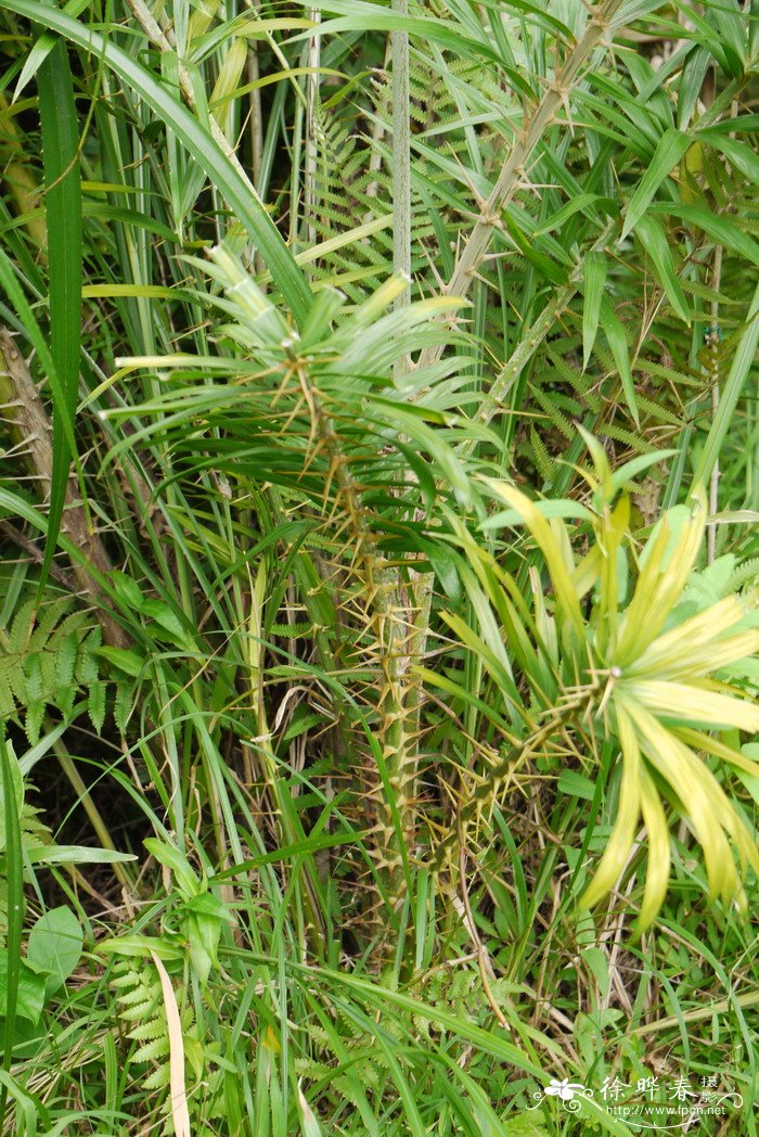 多肉植物论坛