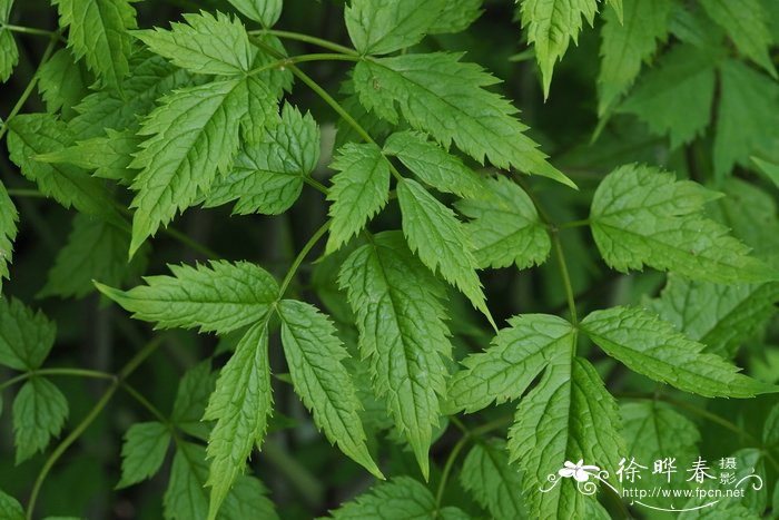 花卉通用肥料有哪些