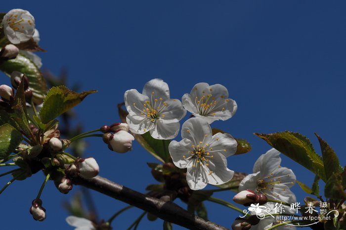 菊花寓意