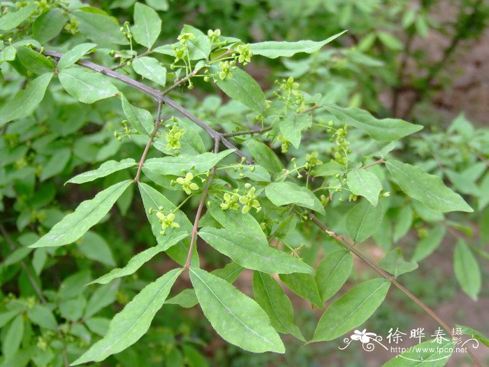 花期长好看又好养的花