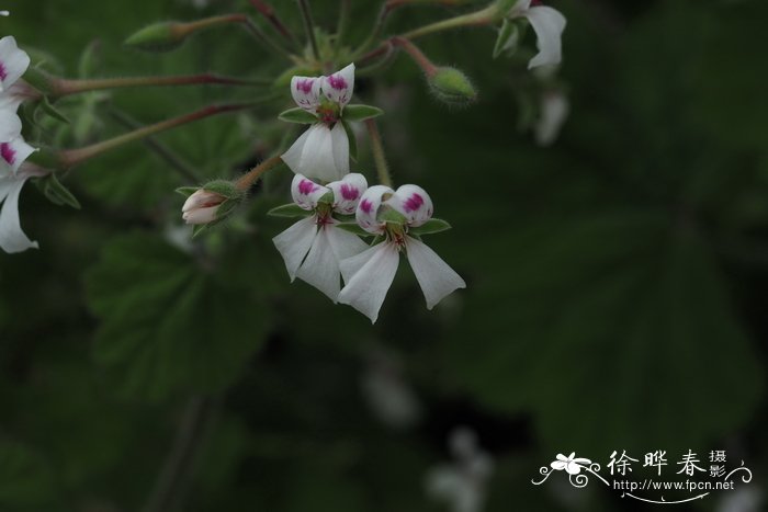 薰衣草的花语