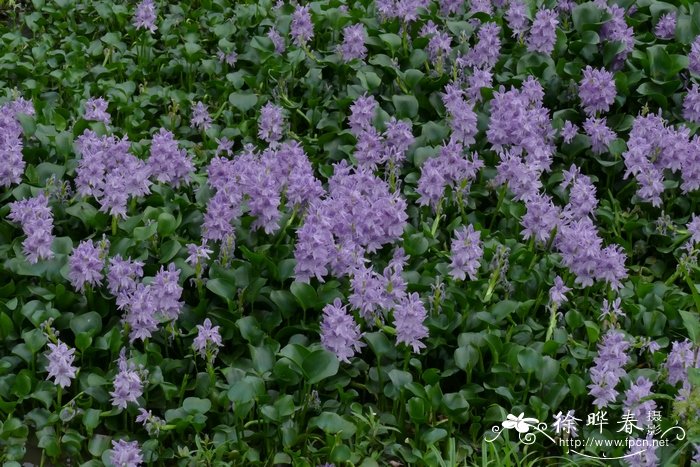 百合花的含义