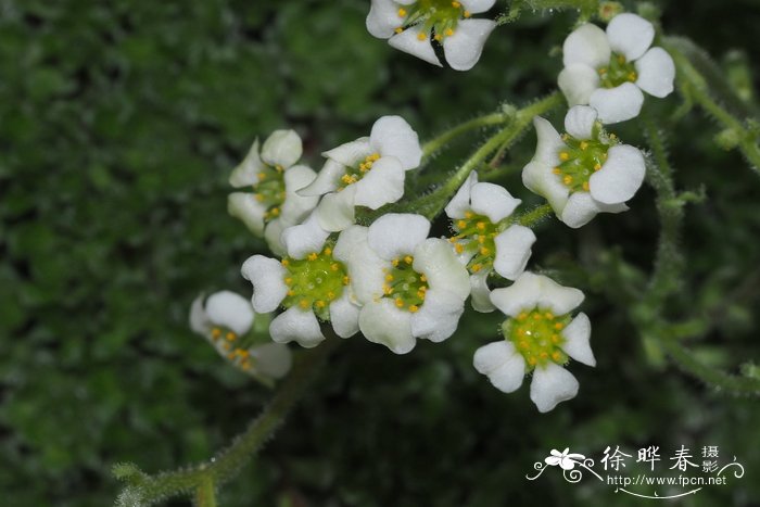 茉莉花图片