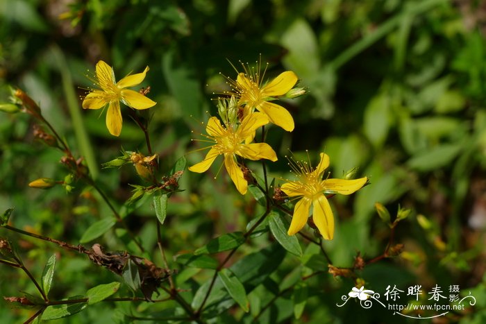 连云港市花